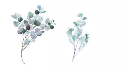 Set of sprig of eucalyptus in watercolor.Female decor for printing.