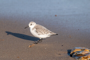 Sanderling foraging for food on Horsey Gap beach in north Norfolk, UK. Photographed in January 2022.