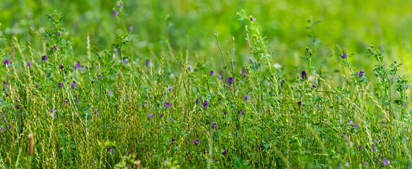 Green grass and purple meadow flowers, summer background