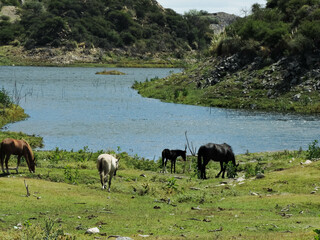 animales de granja en libertad