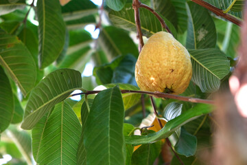 Ripe guava on a tree branch with green leaves