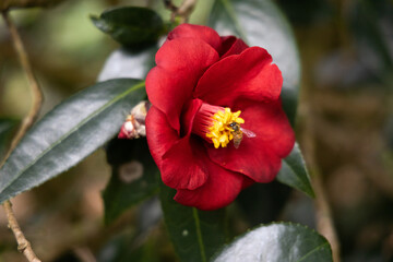 Close-up shot of a bee taking some nectar from the camellia flower. - obrazy, fototapety, plakaty