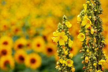 Yellow wildflowers on a blurred background near a sunflower field