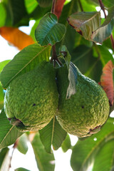 Ripe guava on a tree branch with green leaves