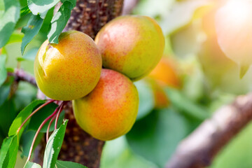 Ripe apricots on a tree in sunny weather