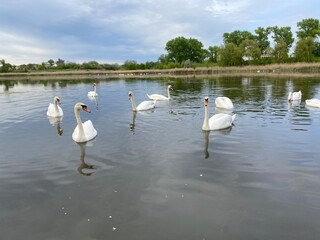 swans on the lake