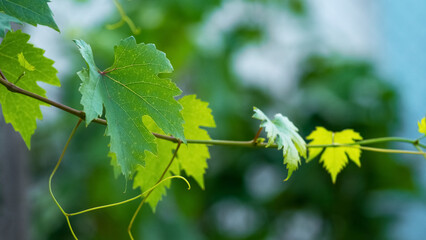 Grape branch with green leaves in the garden on a blurred background