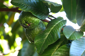 Ripe guava on a tree branch with green leaves