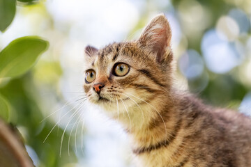 Small cute kitten in the garden on blurred background close up