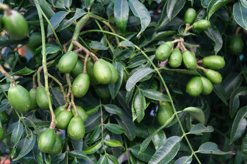 Green baby ambarella on the tree. Young fresh green ambarella fruits on a branch.