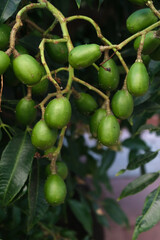 Green baby ambarella on the tree. Young fresh green ambarella fruits on a branch.