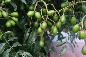 Green baby ambarella on the tree. Young fresh green ambarella fruits on a branch.