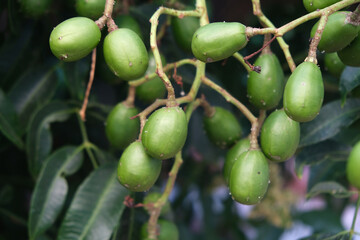 Green baby ambarella on the tree. Young fresh green ambarella fruits on a branch.
