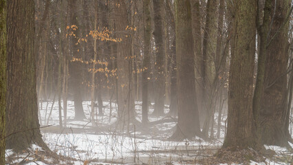 Early spring fog and melting snow in Oakland County, Michigan.