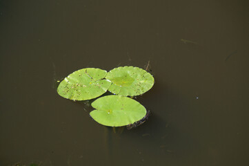 Closeup of Nymphaeaceae on a pond
