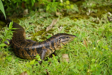 Gold tegu, also known as the golden tegu, black tegu, Colombian black and white tegu, tiger lizard, is a species of tegu. Tupinambis teguixin, Teiidae family. Rio Negro riverbank, Manaus -AM, Brazil.