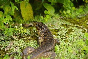 Gold tegu, also known as the golden tegu, black tegu, Colombian black and white tegu, tiger lizard, is a species of tegu. Tupinambis teguixin, Teiidae family. Rio Negro riverbank, Manaus -AM, Brazil.