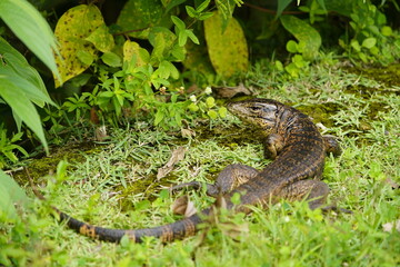 Gold tegu, also known as the golden tegu, black tegu, Colombian black and white tegu, tiger lizard, is a species of tegu. Tupinambis teguixin, Teiidae family. Rio Negro riverbank, Manaus -AM, Brazil.