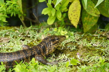 Gold tegu, also known as the golden tegu, black tegu, Colombian black and white tegu, tiger lizard,...