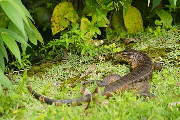 Gold tegu, also known as the golden tegu, black tegu, Colombian black and white tegu, tiger lizard, is a species of tegu. Tupinambis teguixin, Teiidae family. Rio Negro riverbank, Manaus -AM, Brazil.