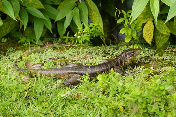 Gold tegu, also known as the golden tegu, black tegu, Colombian black and white tegu, tiger lizard, is a species of tegu. Tupinambis teguixin, Teiidae family. Rio Negro riverbank, Manaus -AM, Brazil.