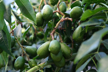 Green baby ambarella on the tree. Young fresh green ambarella fruits on a branch.