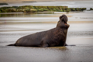 Elephant seal on the coast of the sea at Point Reyes National Seashore