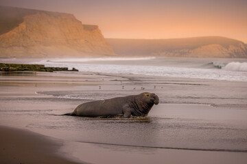 Elephant seal on the coast of the wavy sea at Point Reyes National Seashore