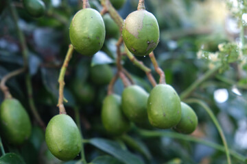 Green baby ambarella on the tree. Young fresh green ambarella fruits on a branch.