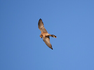 Falco grillaio con preda
