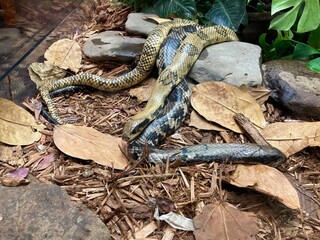 Fototapeta premium False water cobra snakes 