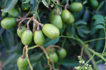 Green baby ambarella on the tree. Young fresh green ambarella fruits on a branch.