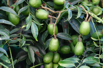 Green baby ambarella on the tree. Young fresh green ambarella fruits on a branch.