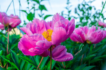 Obraz premium Red peonies in the garden. Red peony macro photo. Burgundy peony flower