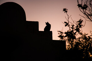 Silhouette of a cat sitting on stairs at sunset