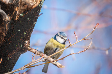 Cute bird, Eurasian blue tit, songbird sitting on a branch without leaves in early spring