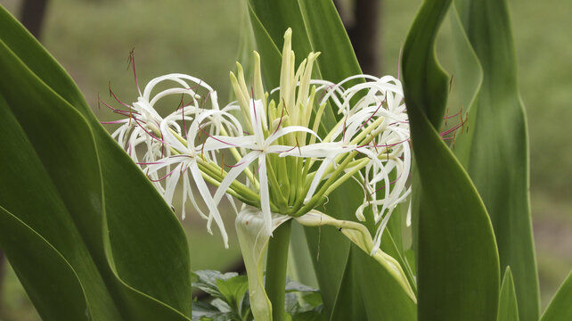 Close-up shot of spider lilies growing in a blurry background.