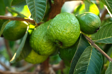 Ripe guava on the tree branch with green leaves