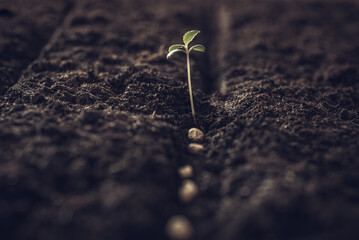 Seeds in the soil on open ground. Planting seeds