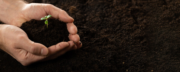 The farmer's hands hold a green growing seedling growing from the soil