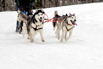 A group of hardy Siberian Husky dogs in a harness run at a speed ahead of the sleigh.