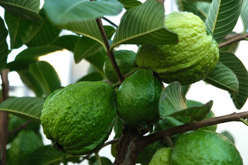 Ripe guava on the tree branch with green leaves