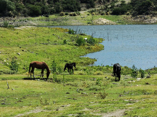 animales de granja en libertad