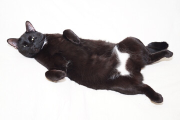 The black cat is lying with its paws up, its belly is open. Isolated on a white background.