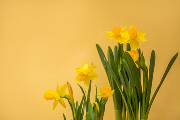 Spring blossoming daffodils , springtime blooming narcissus ,jonquill,flowers, selective focus