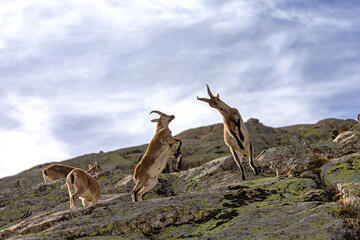 A beautiful photo of two mountain goats fighting with long horns standing on two legs