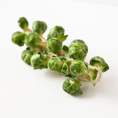 Closeup of fresh brussels sprouts on stalk on a white background