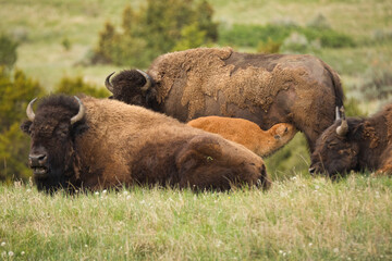 Group of bisons in Theodore Roosevelt National Park, North Dakota © Cameron Williams/Wirestock Creators
