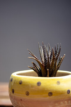 Vertical closeup of a fasciated haworthia in a ceramic cachepot