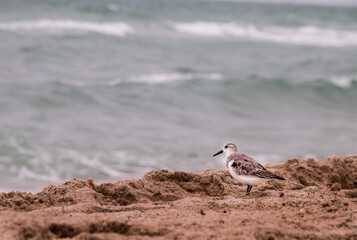 Seagull looking at the sea 